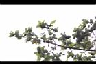 太魯閣櫟10.JPG