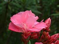 夾竹桃-花11.jpg