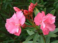 夾竹桃-花12.jpg