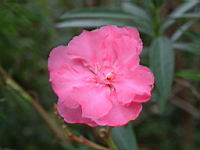 夾竹桃-花3.JPG