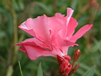 夾竹桃-花9.jpg