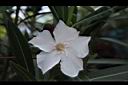 夾竹桃-花-白11.JPG