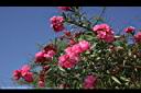 夾竹桃-花-紅05.JPG