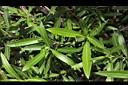 夾竹桃-葉04.JPG