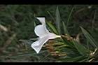 夾竹桃-白-花側0.JPG
