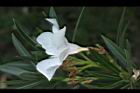 夾竹桃-白-花側2.JPG