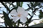 夾竹桃-花-白03.JPG
