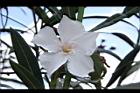 夾竹桃-花-白08.JPG