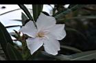 夾竹桃-花-白10.JPG