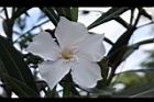 夾竹桃-花-白12.JPG
