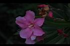 夾竹桃-花-粉紅5.JPG