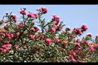 夾竹桃-花-紅00.JPG