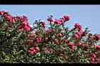 夾竹桃-花-紅01.JPG