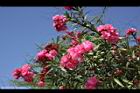 夾竹桃-花-紅04.JPG