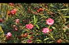 夾竹桃-花-紅06.JPG