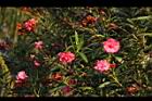 夾竹桃-花-紅07.JPG