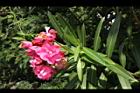 夾竹桃-花-紅08.JPG