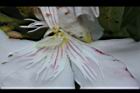 夾竹桃-花蕊-白04.JPG