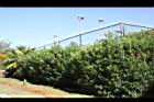 夾竹桃04.JPG