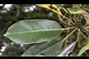 奧氏虎皮楠-葉正00.JPG