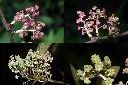 奧氏虎皮楠-雄花.jpg
