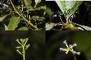 奧氏虎皮楠-雌花.jpg