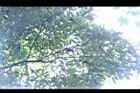 奧氏虎皮楠-枝05.JPG