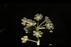 奧氏虎皮楠-雄花52.JPG