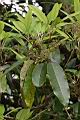 奧氏虎皮楠-雄花68.JPG