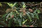 奧氏虎皮楠-雄花70.JPG