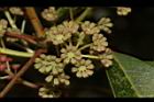 奧氏虎皮楠-雄花71.JPG