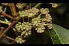 奧氏虎皮楠-雄花73.JPG