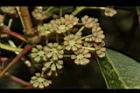 奧氏虎皮楠-雄花74.JPG