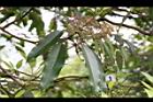 奧氏虎皮楠-雄花序02.JPG
