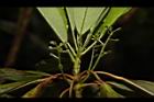 奧氏虎皮楠-雌花29.JPG