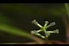 奧氏虎皮楠-雌花56.JPG
