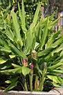 女王鬱金4.jpg
