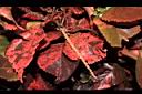 威氏鐵莧-花序04.JPG