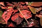 威氏鐵莧-花序03.JPG