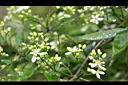 威靈仙-花苞00.jpg