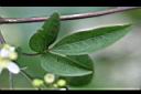 威靈仙-葉06.jpg