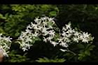 威靈仙-花06.JPG