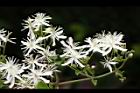 威靈仙-花07.JPG