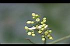 威靈仙-花苞01.jpg