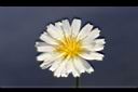 嫩莖萵苣-花06.JPG