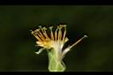 嫩莖萵苣-花蕊06.JPG