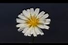 嫩莖萵苣-花07.JPG