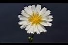 嫩莖萵苣-花08.JPG