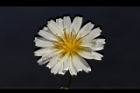 嫩莖萵苣-花09.JPG