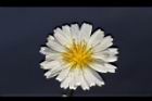 嫩莖萵苣-花11.JPG